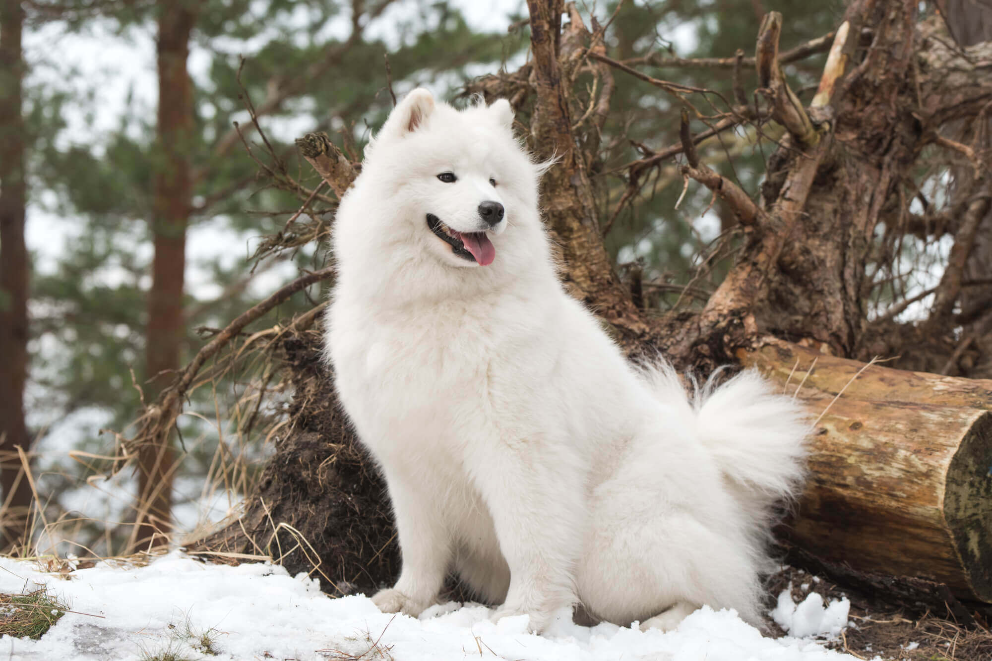 サモエドってどんな犬？